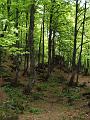 BOIS-du-SANSANET