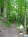 SENTIE-BALISE-dans-le-bois