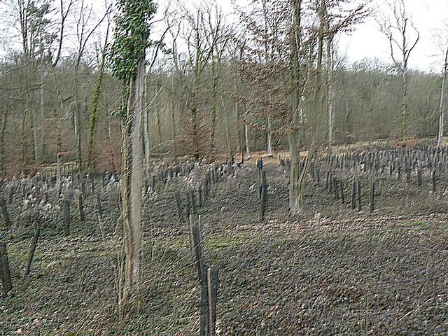 P1040053.JPG